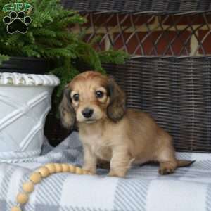 Sundae, Dachshund Puppy
